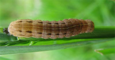 Larva di Pieridae?